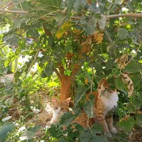 گربه|گربه|مشهد, شهرک امام هادی (شهرک غرب)|دیوار