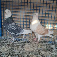 کبوتر نقش وپرش