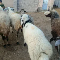 5راس گوسفنده بره دار