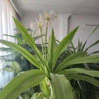 گلهای بزرگ و شاداب برا سالن های بزرگ|گل و گیاه طبیعی|نیشابور, ده حلاج|دیوار