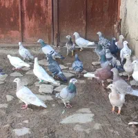 دسته پلاکی زرنگ ب شرط