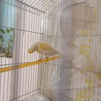 قناری موزاییکی زرد اورجینال|پرنده|سبزوار, ولیعصر (نجار آباد)|دیوار