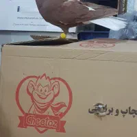 دم سفید نر پرشی فقط تماس بگیرید