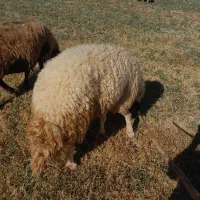 قوچ دو شیره به شرط سالمی و بر