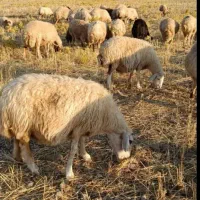 80گوسفند به زید کوت میگیرم خودم هم گوسفند دارم