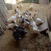 تعدادی اردک جوان|حیوانات مزرعه|طاهرگوراب, |دیوار