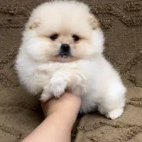 پامر اصل ش