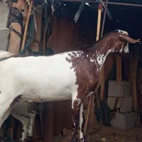 بز نزار وکرنر|حیوانات مزرعه|فین, |دیوار