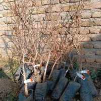 نهال پسته احمد آقایی و اکبری