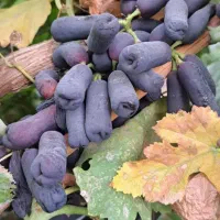 نهال انگور موندراپ مکیاج موسکات بلوبری بلک بری