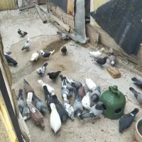 کفتر یا کبوتر