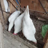 سلام چند تا مرغ و خروس لاری نژاددار