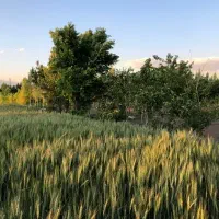 فروش-زمین