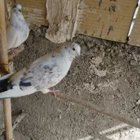 کفتر پرشی|حیوانات|قرچک, داوود آباد|دیوار