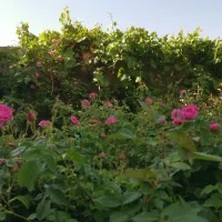 استخدام کارگر ساده خانم و آقا با بیمه