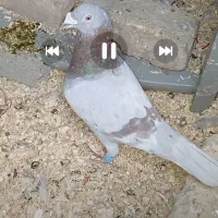 کبوتر مسجدی نر