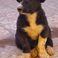 واگذاری سگ آلابای قدرجونی پژدر سرابی افغان|سگ|نجفآباد, گلدشت|دیوار