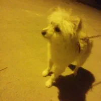 سگ پامر روباهی