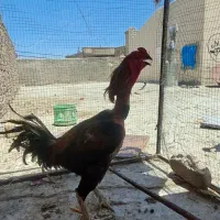 تخم‌ مرغ نطفه دار لاری اصل
