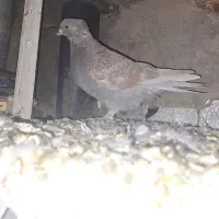 کفتر.|پرنده|سیرجان, |دیوار