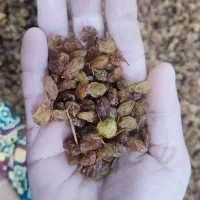 کشمش آفتابی ، بار امسال