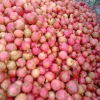 انار درجه یک