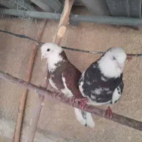 کبوترهماسرور|پرنده|کهریزک, |دیوار