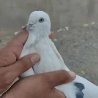 پرنده|پرنده|خاش, |دیوار