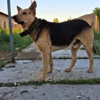 سگ ژرمن نر جوان