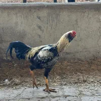 خروس دورگ لاری|حیوانات مزرعه|الوند, |دیوار