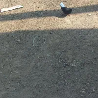 نرو ماده دم سفید
