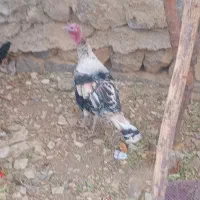 بوقلمون درجه یک|حیوانات مزرعه|کوهرنگ, |دیوار