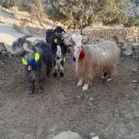 سه راس بز تخمی درجه یک