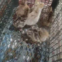 فروش جوجه بوقلمون