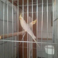 جفت عروس هلندی کینگ سایز