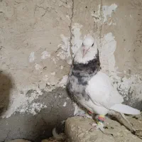 جفت طوق شازده ای هفت رنگ معاوضه هم دارم|پرنده|شیراز, بهارستان|دیوار