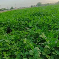 جهت سبزی پاک کردن