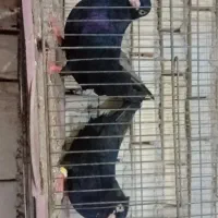 یک جفت زاغ آبادانی نوک وچشم سفیدویک جفت طوقی|پرنده|شادگان, |دیوار