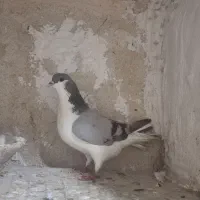 چن جفت کفترنروماده