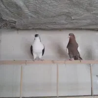 کفتر پرشی و یاهو|پرنده|قم, دورشهر|دیوار