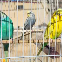 دو‌ تا مرغ عشق رنگین کمانی و ۱ انگلیسی