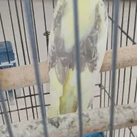 فروش عروس هلندی دوکت زعفرونی بالغ و آماده|پرنده|شیراز, شهرک استقلال|دیوار