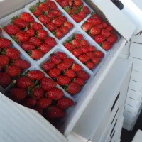 پخش موز وتوت فرهنگی به قنادی وکافه|خوردنی و آشامیدنی|تهران, تهرانسر شمالی|دیوار