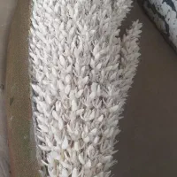 گرده درخت نخل نر