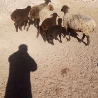 گوسفند زایده|حیوانات مزرعه|چناران, |دیوار