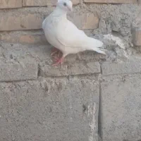 کبوتر