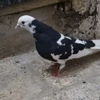 کفتر گم شدع