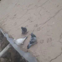 کبوتر|پرنده|درمیان, |دیوار