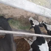 گاوتولید بالا