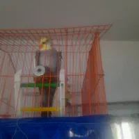 عروس هلندی نر دستی